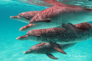 Photo of four wild dolphins swimming in the Bahamas.