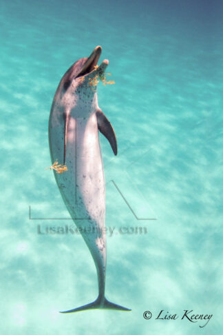 Photo of one dolphin playing with sargassum or seaweed.