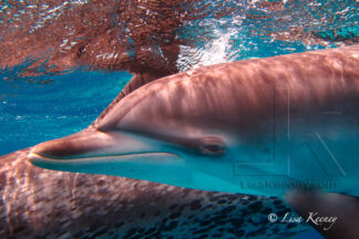 Close up photo of wild dolphin swimming in the Bahamas.