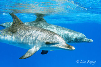 Photo of two wild dolphins swimming in the Bahamas.
