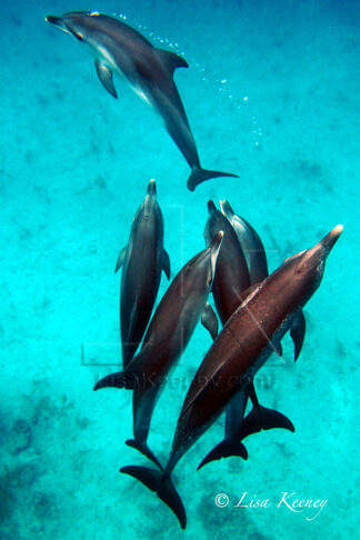 Photo of a young dolphin with bubbles with a pod of other Atlantic spotted dolphins.