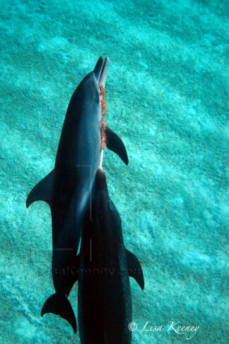 Two dolphins play with seaweed.