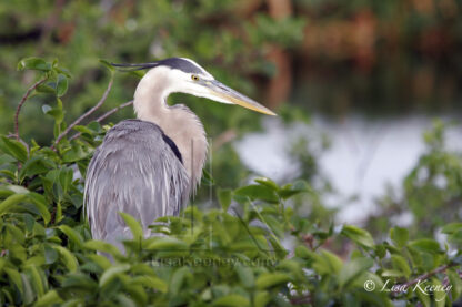 Photo of Blue Heron in tree near nest