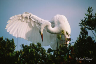 Photo of a Great White Heron preens wing.