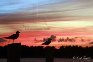 Photo of seagulls at sunset.