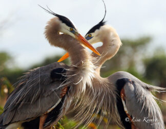 Photo of Great Blue Herons in heart shape.