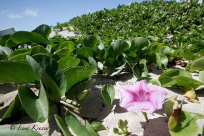 Photo of a pink flower in Hawaii.