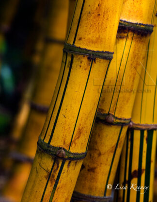 Photo of bamboo stems.