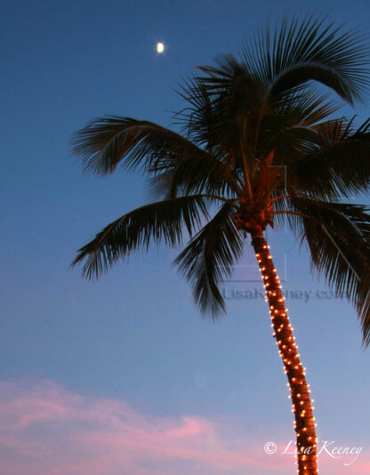 Photo of palm in Christmas lights.