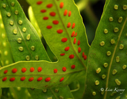 Photo of fern in Hawaii.