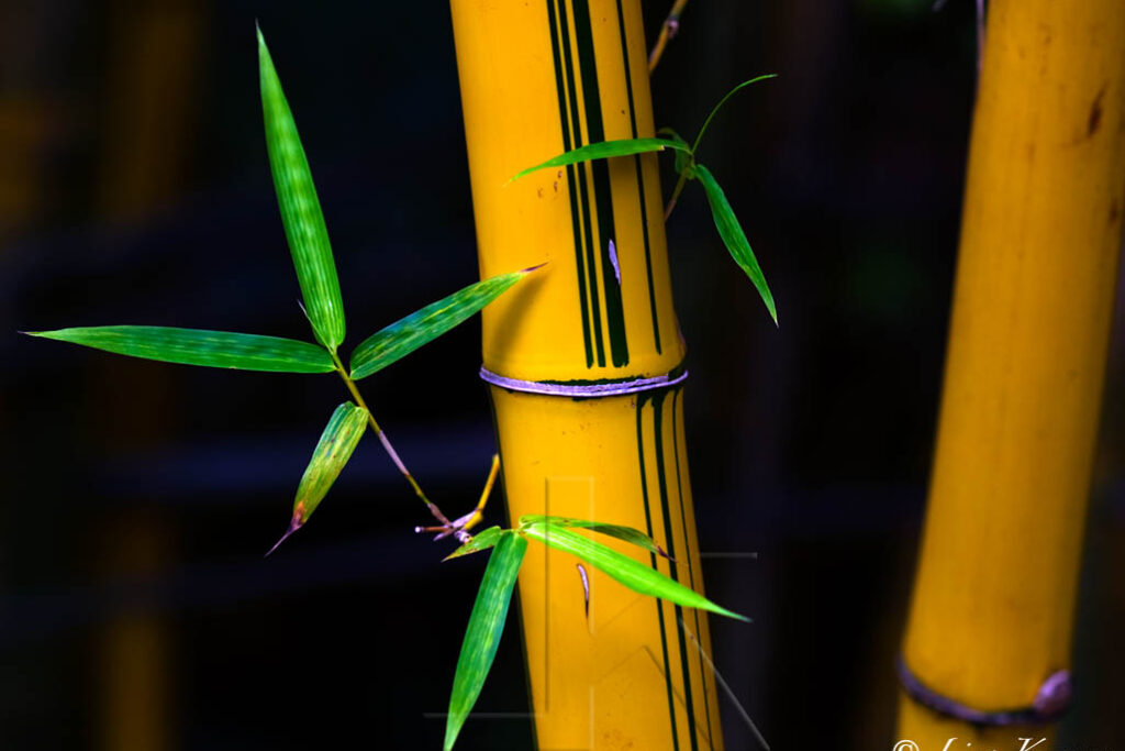 Photo of bamboo and leaves.