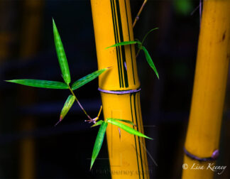Photo of bamboo and leaves.
