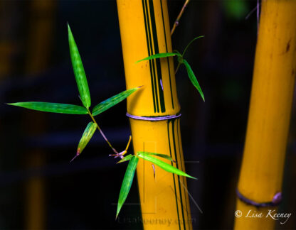 Photo of bamboo and leaves.