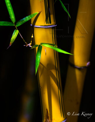 Nature-lucky-bamboo-II