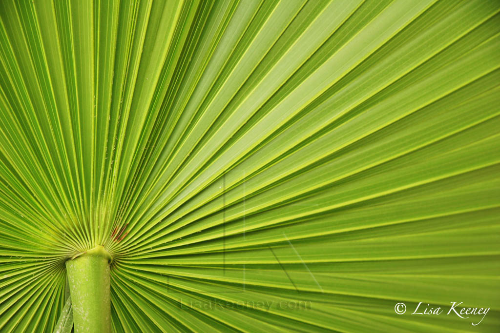 Photo of green palm frond.