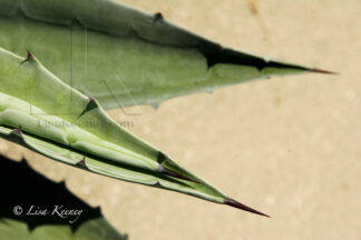 Photo of pointy plant