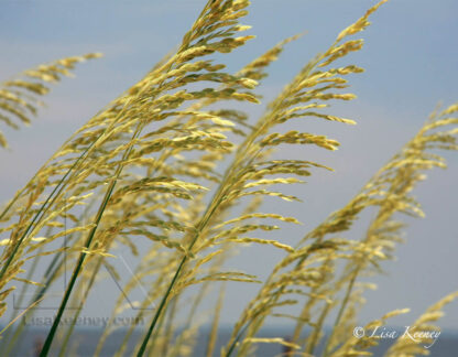 Photo of seagrass at the beach.