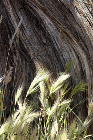 Photo of tree bark and grass