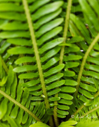 Photo of fern vertical.