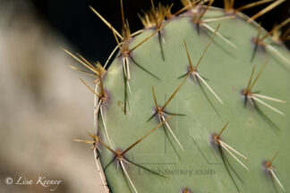 Photo of cactus and pricks.