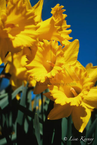 Photo of daffodils and sky.