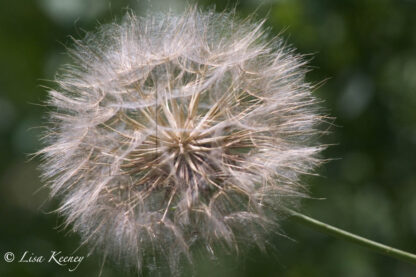 Photo of dandelion.