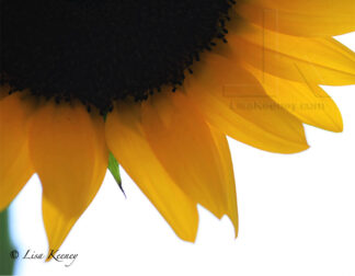 Photo of a sunflower.