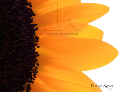 Photo of a sunflower.