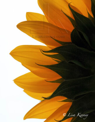 Photo of the left side of a sunflower.