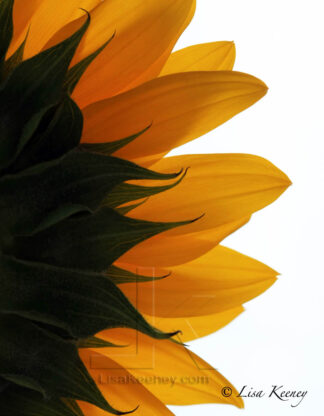 Photo of the right side of a sunflower.