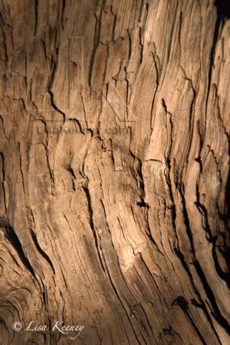 Photo of light on tree bark.