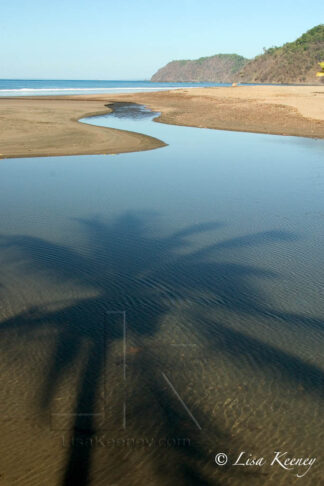 Photo of palm tree shadow.