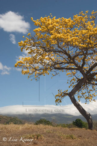 Photo of yellow flowering tree.