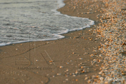 Photo of wave and shells.