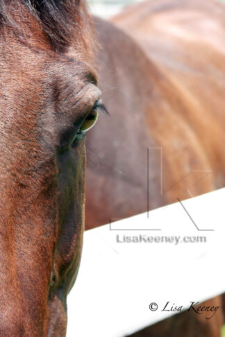 Photo of horse.