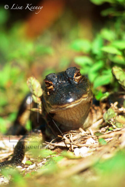 Photo of baby alligator.