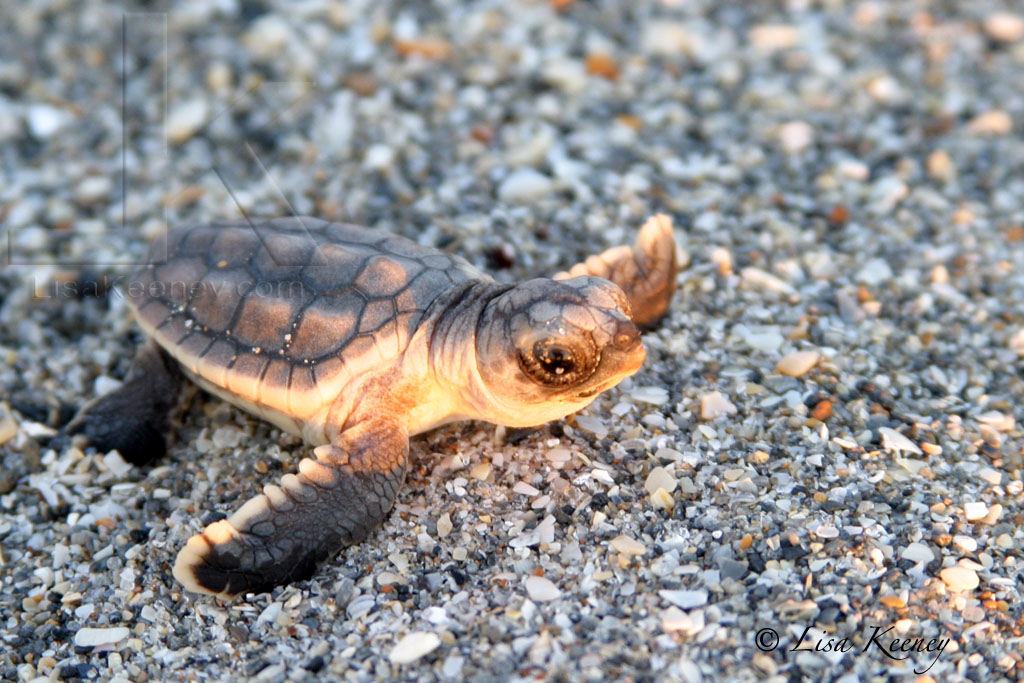 Photo of Baby Loggerhead turtle.