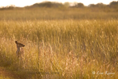 Photo of Florida deer.