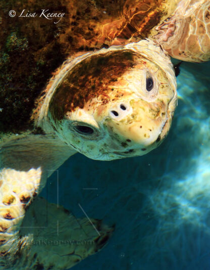 Photo of Loggerhead turtle.