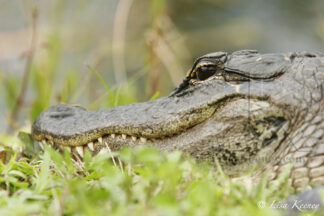 Photo of alligator at eye level.