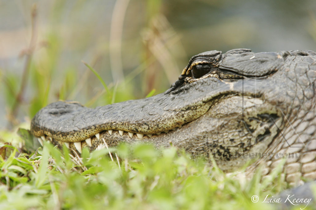 Photo of alligator at eye level.