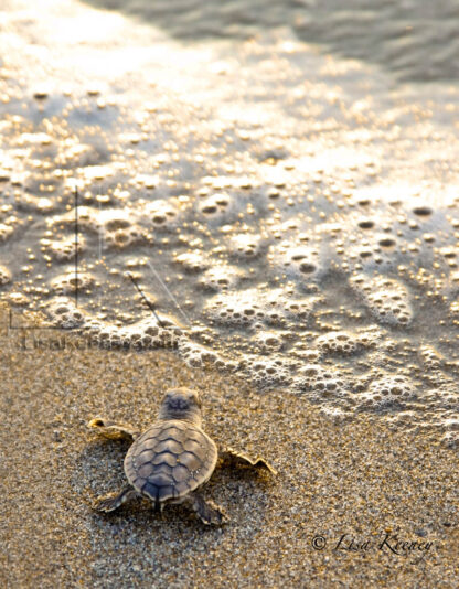 Photo of Baby Loggerhead turtle.