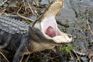 Photo of alligator with mouth open.