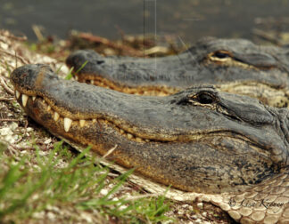 Photo of two alligators.