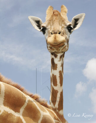 Photo of young giraffe.