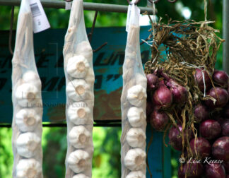 Photo of garlic and onions.