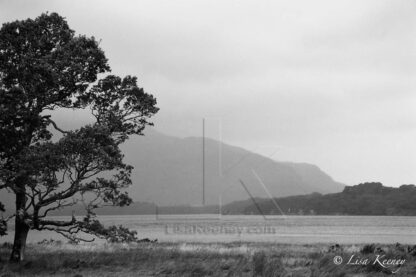 Photo of Ireland lake and tree.