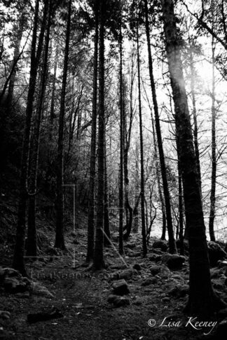 Photo of trees in black and white.