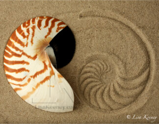 Photo of nautilus shell in sand.