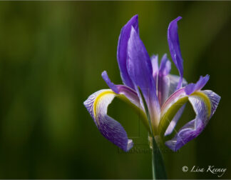 Photo of wild purple iris.